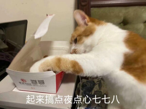 猫猫头