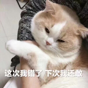 猫猫头