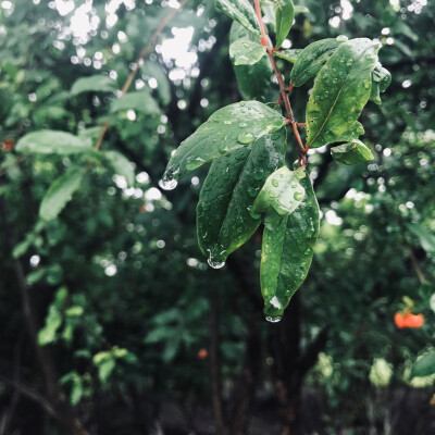 听见下雨的声音