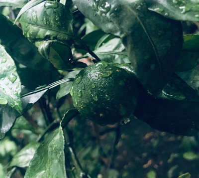 听见下雨的声音