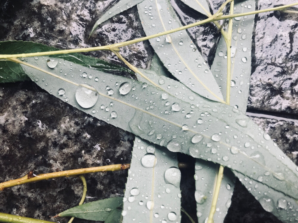 听见下雨的声音