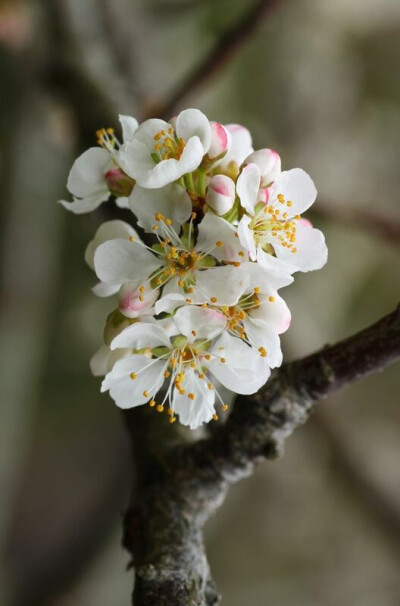 李花 农历四月花神