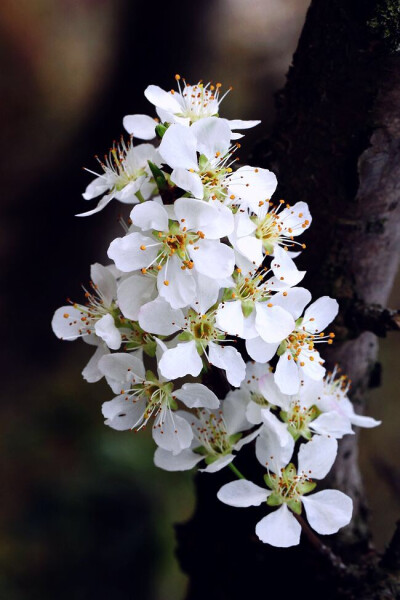 李花 农历四月花神