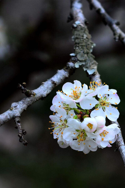 李花 农历四月花神