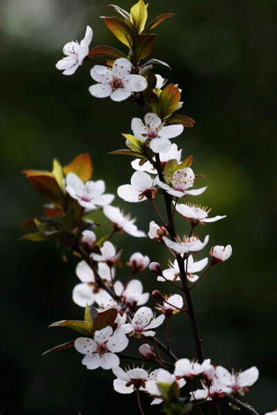 李花 农历四月花神