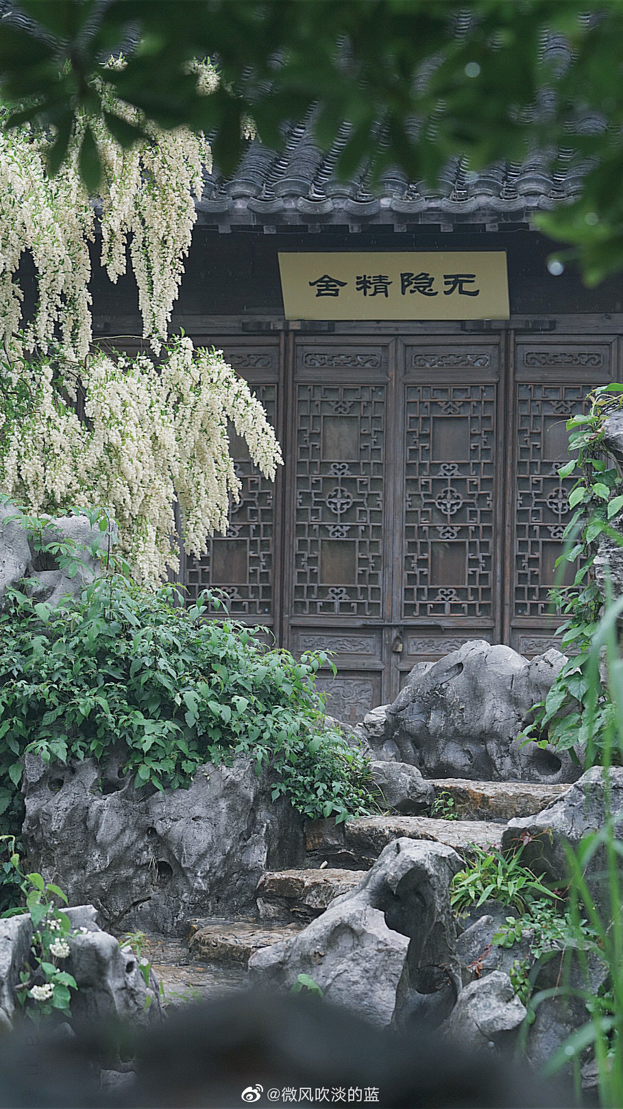 #南京文旅# 愚园·小蜡 | 微风细雨 摄影@微风吹淡的蓝 ​​​