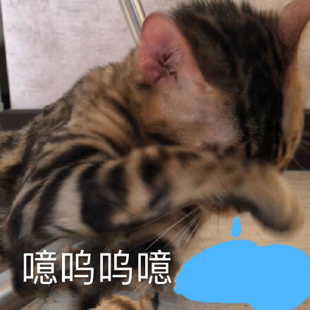 猫咪表情包 呜呜呜呜