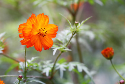 硫华菊