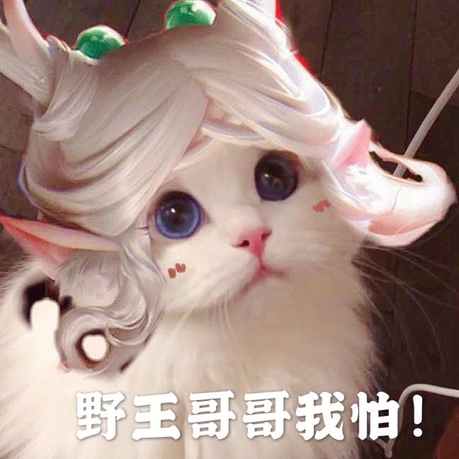 王者头像/表情包，小猫微博/抖音：吴kiwi是一只布偶，礼貌拿图，