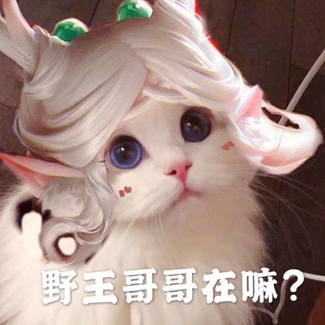 王者头像/表情包，小猫微博/抖音：吴kiwi是一只布偶，礼貌拿图，