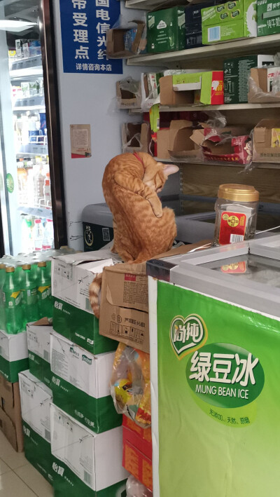 楼下小店的橘猫。老板娘为了让我拍照，一个劲儿唤她