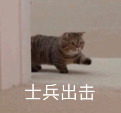 猫猫表情包 士兵出击