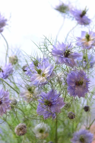 黑种草毛茛科植物，原产地中海地区，英文名是很唯美的，叫Love-in-a-mist（迷雾中的爱），花语也美好，梦幻爱情。