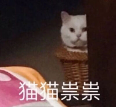 猫咪表情包 可爱