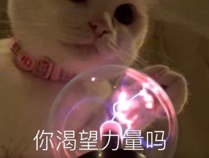 猫咪表情包 可爱