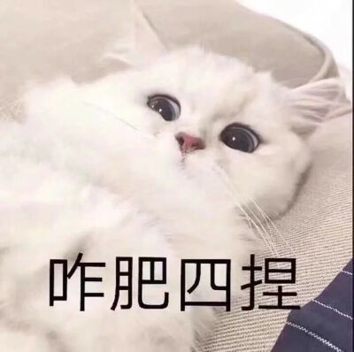 猫咪表情包 可爱