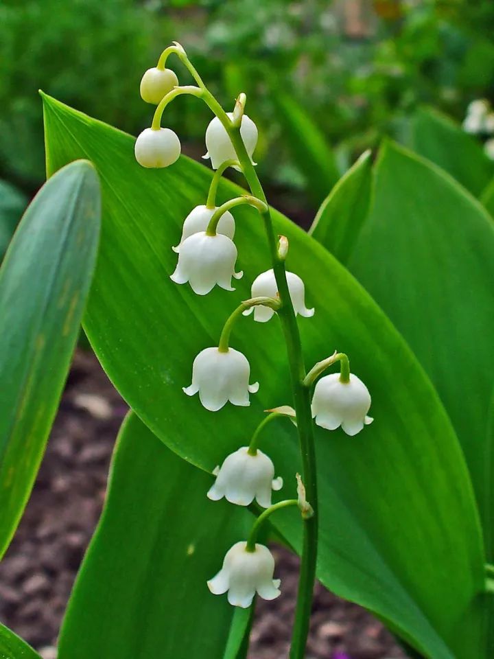 大花铃兰(C. majalis var. majalis)
原产欧洲植株比亚洲的铃兰高大，
花也更大更香，
但一个花序上花苞更少。
