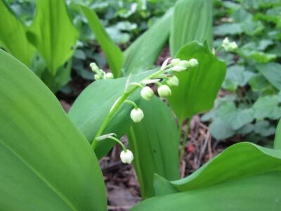 美国铃兰花（C. majalis var. montana)，
主要分布于美国，
花上有淡绿色中脉。
