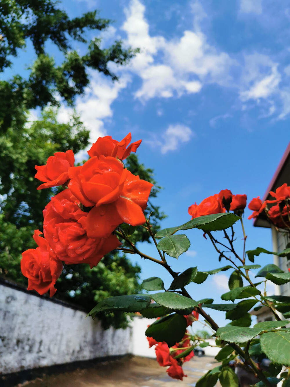 红花蓝天