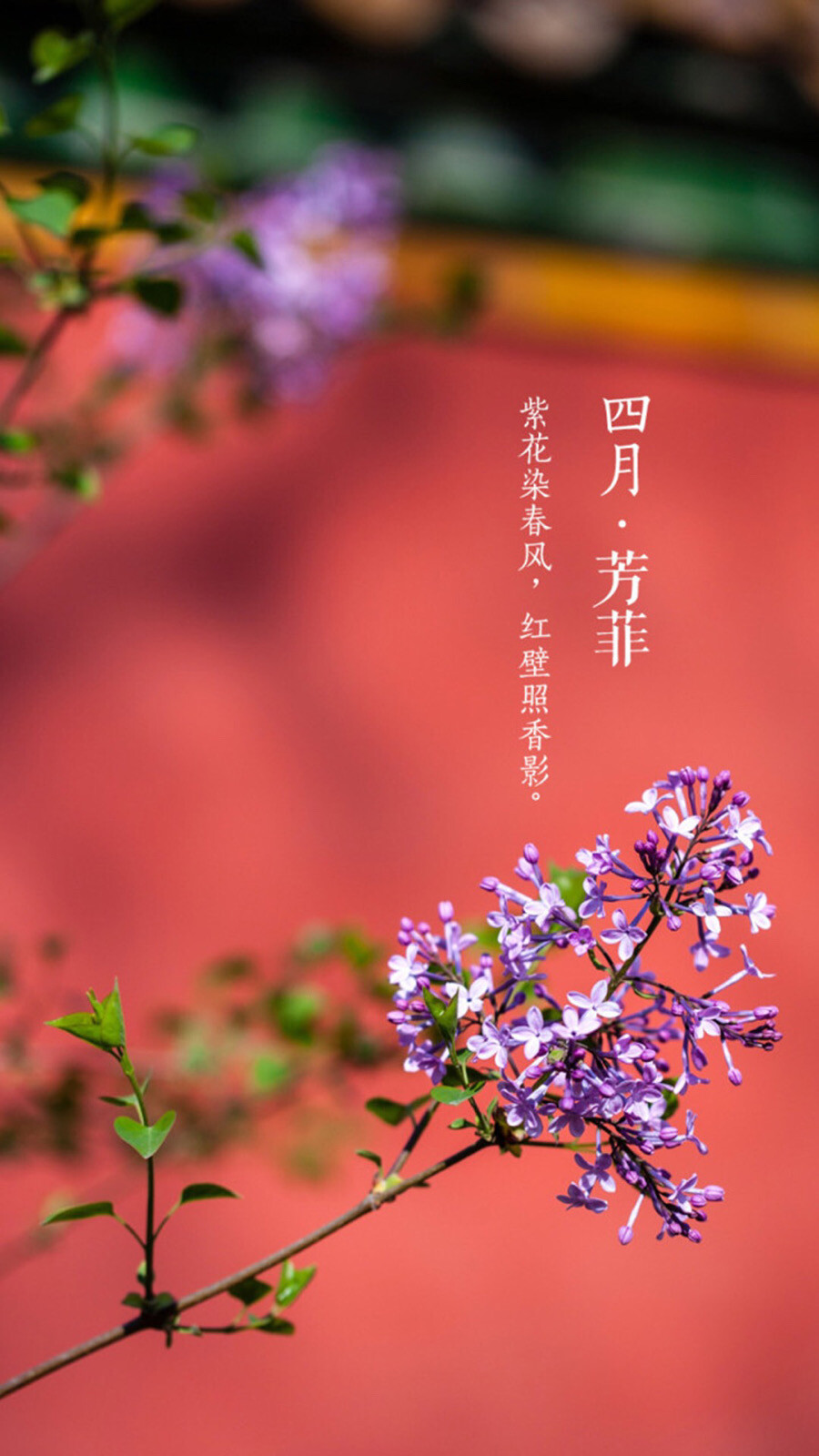 花卉壁纸 四月