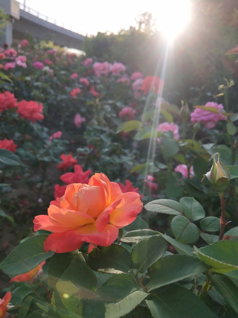 阳光下的月季西中环2020615