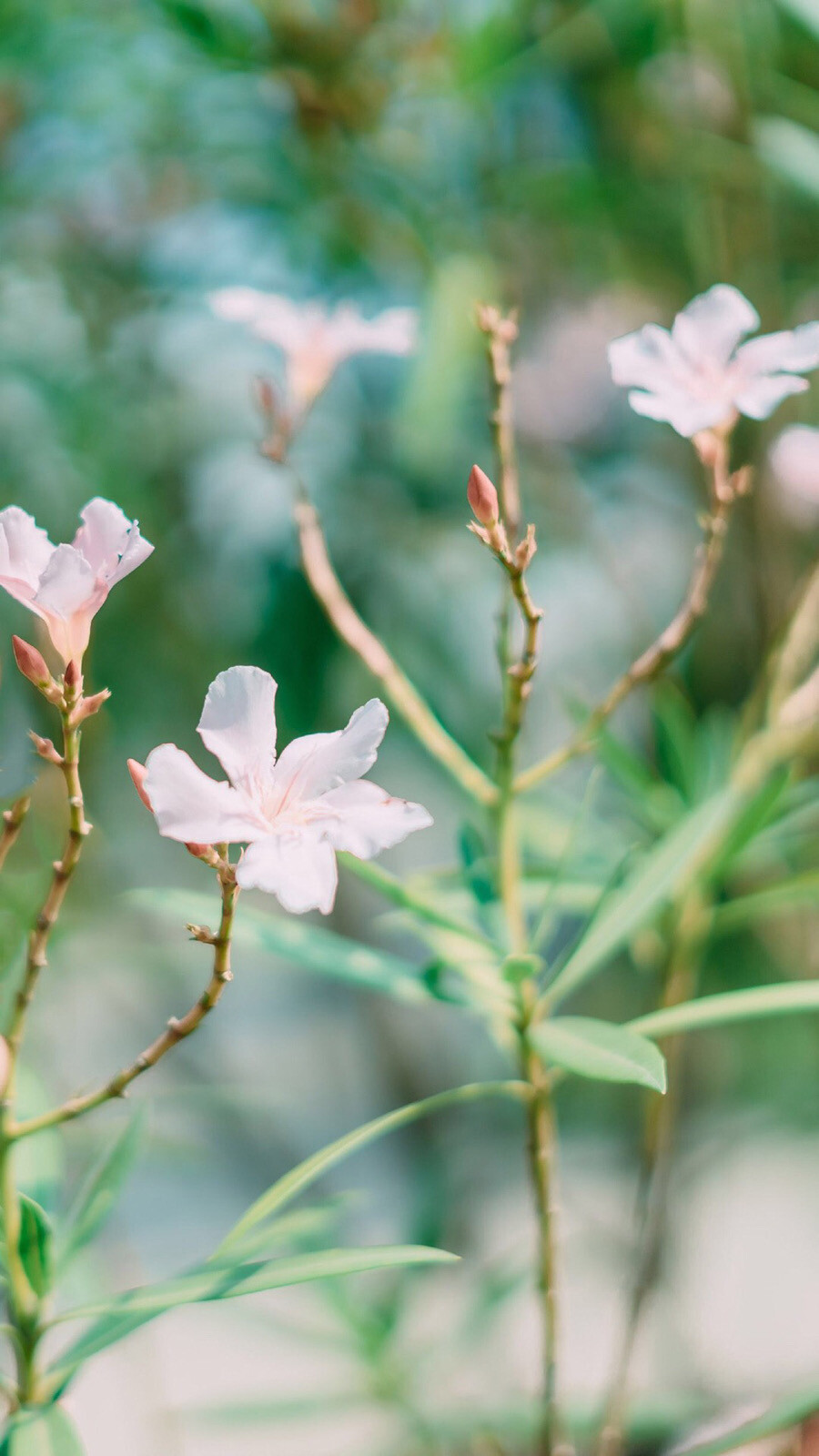 花卉