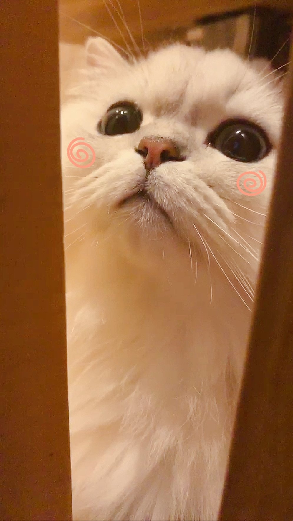 北子哥和他的米子爹