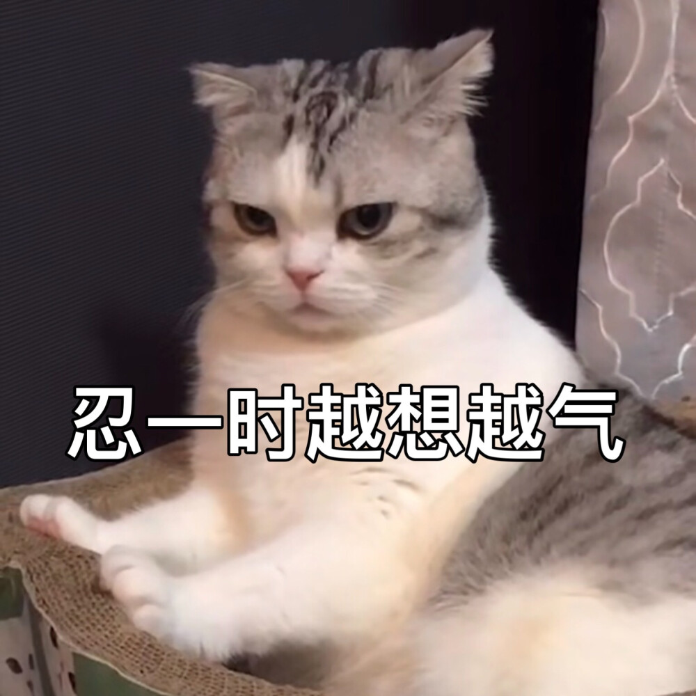 猫猫表情包