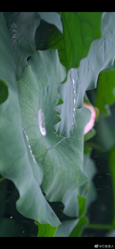 摄影，行走佳人
郑州紫荆山公园
荷塘观雨、听雨……
大珠小珠落碧盘 ???[/cp]