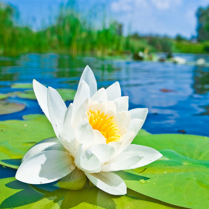 【原创】《谢池春.荷》
露润横塘，看几朵芙蕖笑。启朱唇、沉鱼雁貌。瑶仙出水，美把人倾倒。粉腮羞、比夭桃俏。
珠莹叶绿，掩几只蛙声闹。小蜻蜓、殷勤护绕。穿梭鲫鲤，诱簔翁垂钓。赏花鲜、忘谈年老。
文/李国华
图/堆糖（订阅 @一诗一文 发现诗意生活、每天给你温暖陪伴 ）