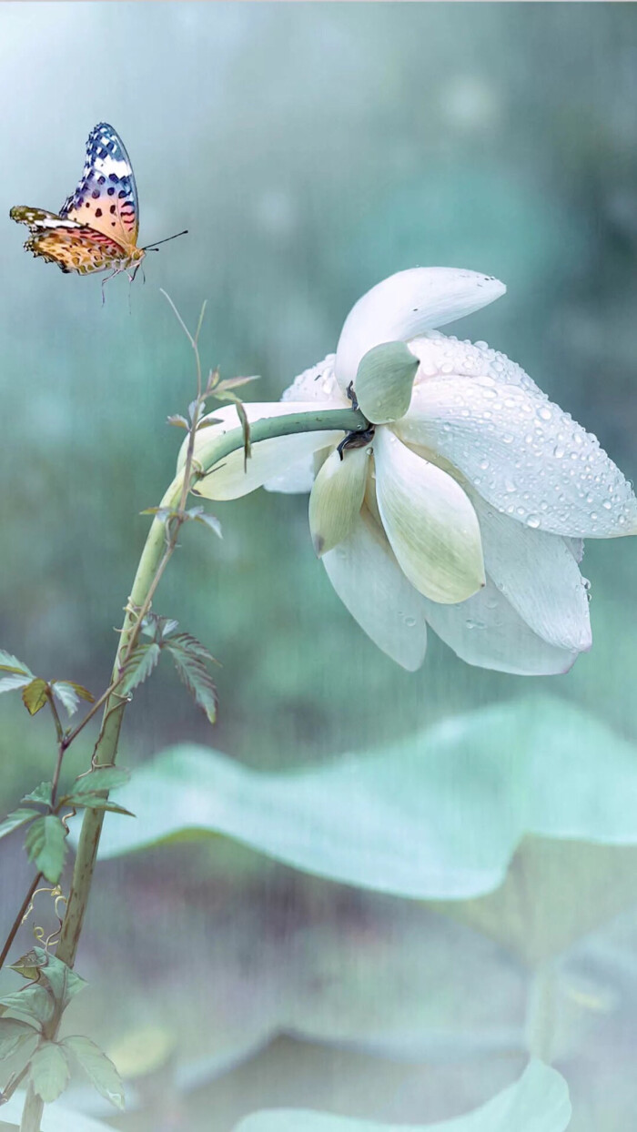 【原创】《谢池春.荷》
露润横塘，看几朵芙蕖笑。启朱唇、沉鱼雁貌。瑶仙出水，美把人倾倒。粉腮羞、比夭桃俏。
珠莹叶绿，掩几只蛙声闹。小蜻蜓、殷勤护绕。穿梭鲫鲤，诱簔翁垂钓。赏花鲜、忘谈年老。
文/李国华
图/堆糖（订阅 @一诗一文 发现诗意生活、每天给你温暖陪伴 ）