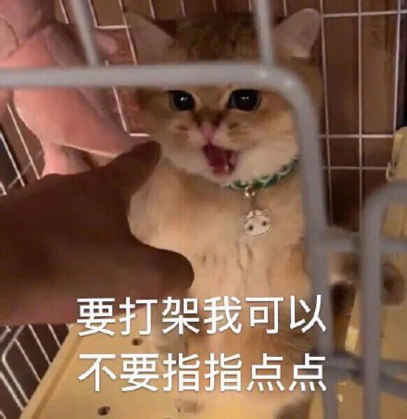 猫猫表情包 怂要打架我可以 不要指指点点