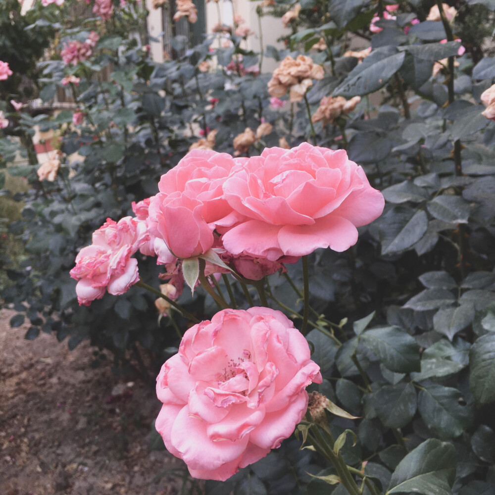 背景图 头像 手绘 夕阳 花朵 蓝天 