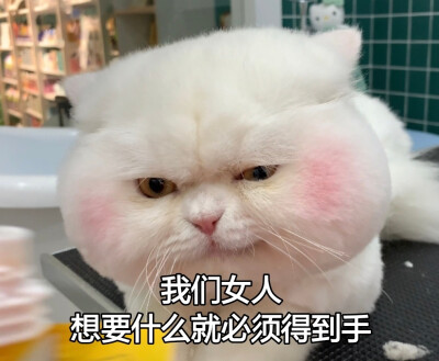 可爱表情包‖ 球球在线奶凶奶凶
