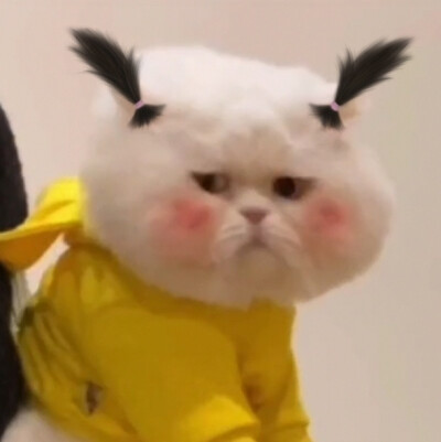 可爱表情包‖ 球球在线奶凶奶凶
