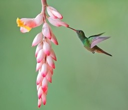 蜂鸟