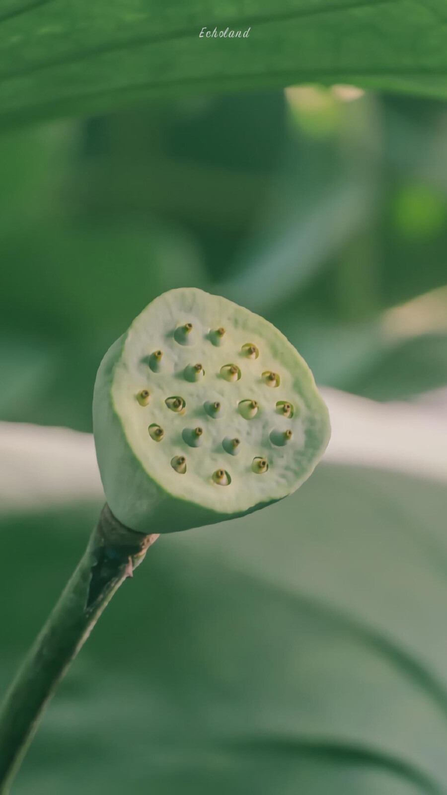 夏天到了