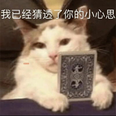 猫表情包 我已经猜透了你的小心思