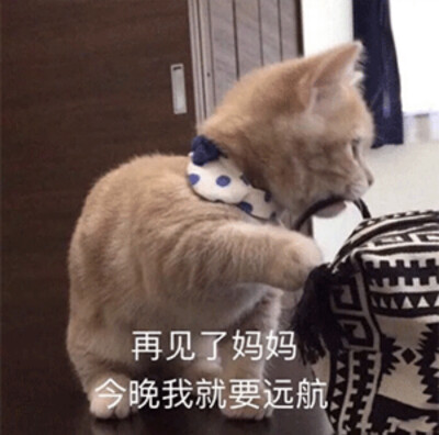 猫表情包 再见了妈妈今晚我就要远航