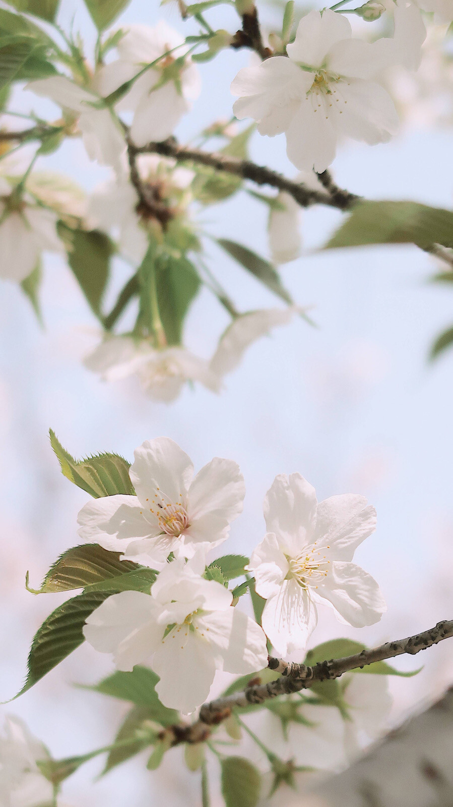 风景与花