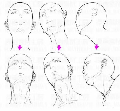 头部不同角度与动态的画法 