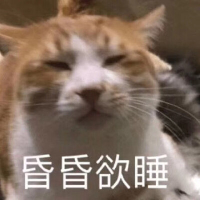 猫猫表情包 昏昏欲睡