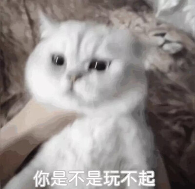 猫猫表情包 你是不是玩不起