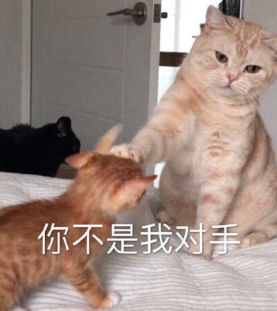 猫猫表情包 你不是我的对手