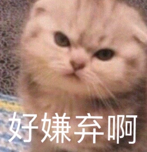 猫猫表情包 嫌弃