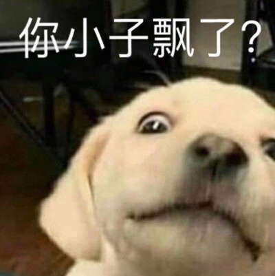 狗表情包 你小子飘了？