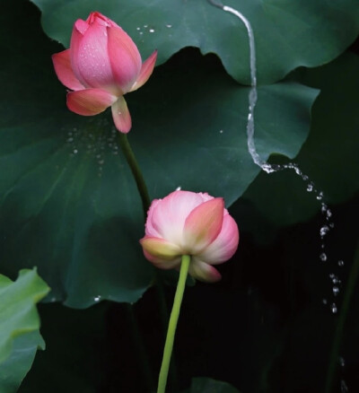 【原创】《谢池春.词牌乐》
水调歌头，唱的滿庭芳绽。庆春泽、梅花引見。玉楼春里，叹谢池春慢。滿江红、水龙吟乱。
莺啼序柳，蝶恋花双双燕。御街行、风流子转。临江仙女，正陪离庭宴。七娘子、把昭君怨。
文/李国…