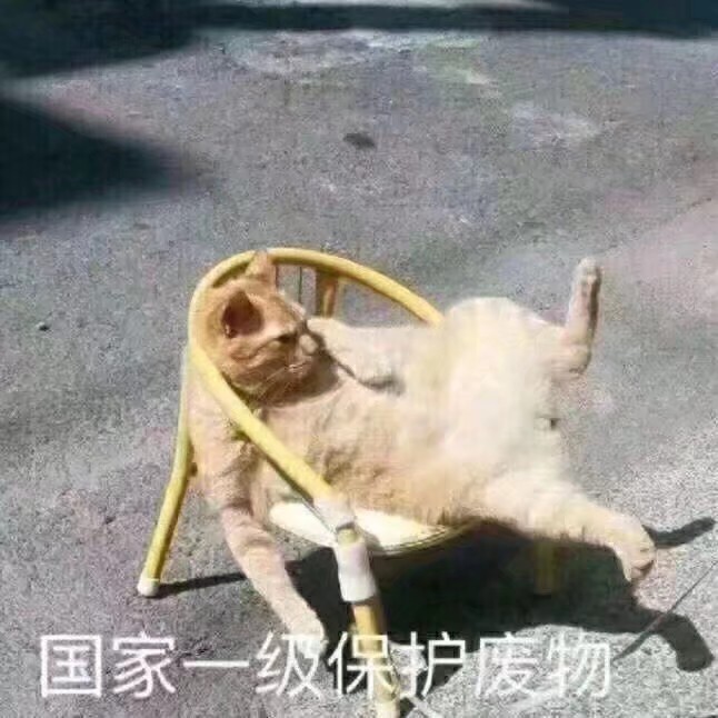 小猫小狗小可爱❤️