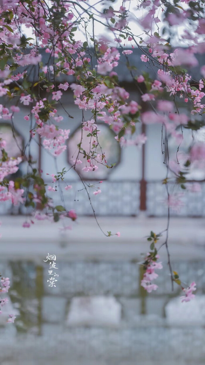 一树花开