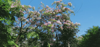 树和花和天